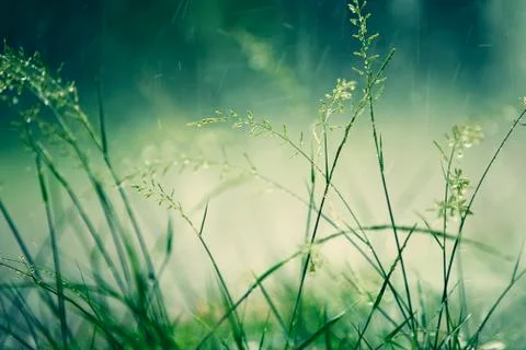 Wet grass Stock Photos