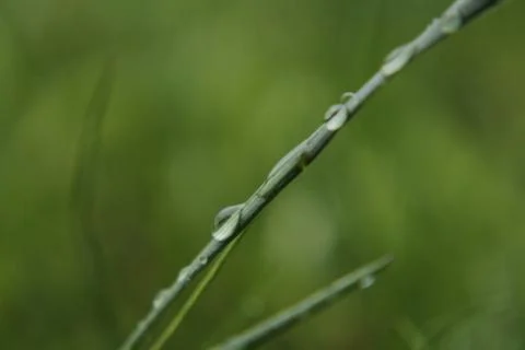 Wet grass Foto stock
