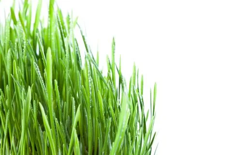 Wet grass Stock Photos