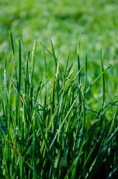 Wet Grass Foto stock