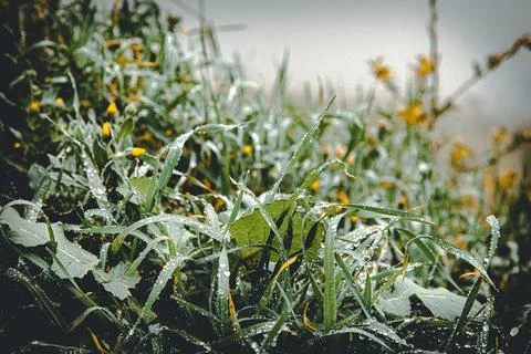 Wet Grass Stock-Fotos