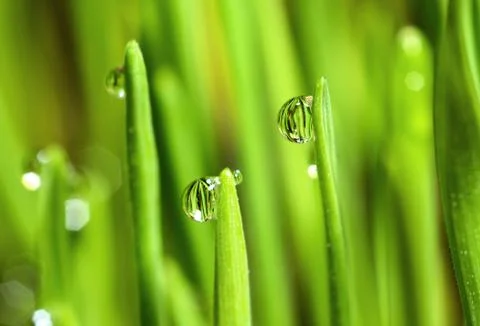Wet Grass With Raindrops 库存照片
