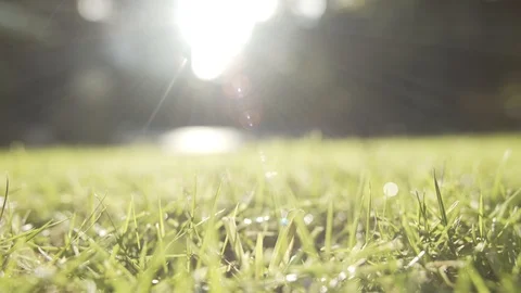 Wet Grass with Sun Rays Shallow Depth of Field Video stock 91778927