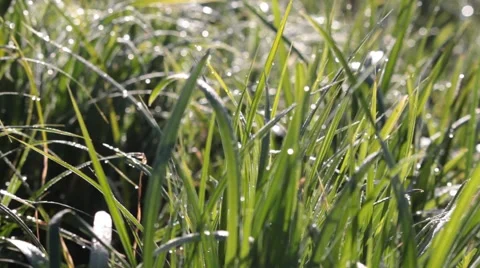 Wet Grass Under Sunlight    Stock-Footage 49842604