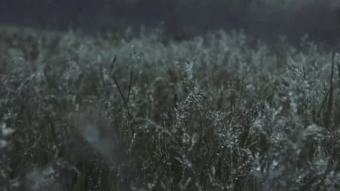 Wet grass in winter Stock Footage 85224350