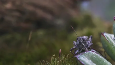 Wet Grasshopper Antenna Video stock 171425969