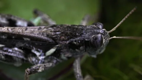 Wet Grasshopper Chilling Video stock 171428276