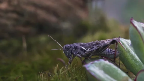 Wet grasshopper turns around Video stock 171428153