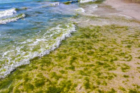 Wet green algae texture on sandy beach coastal background Thailand. Stock Photos