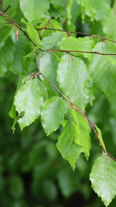 Wet green beech tree leaves swaying gently Stock Footage 338281151
