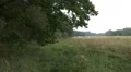 Wet green farmland meadow and forest pan HD Footage