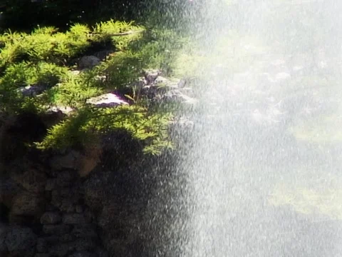 Wet Green Stock Footage 490037