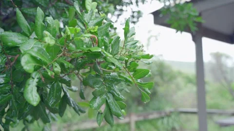 Wet green Stock Footage 148210622