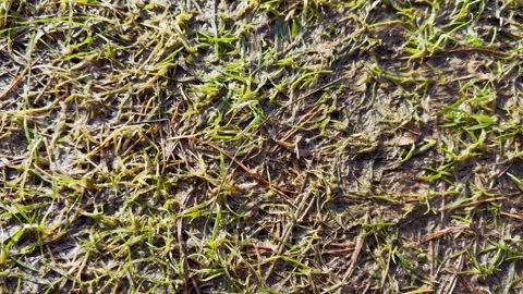Wet green grass and pine needles in forest mud, spring thaw, soil texture Video stock 330405552