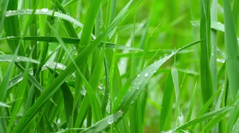 Wet green grass Stock Footage 49751500