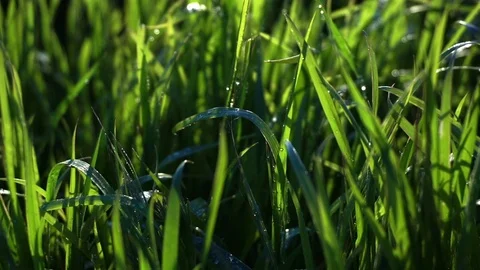 The wet green grass Stock Footage 76579146