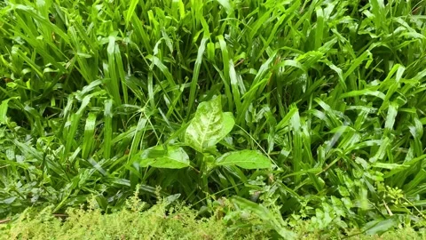 Wet green grass when it rains. watering lawn. rainy day Stock Footage 228840322