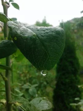 Wet Green Leaf Stock Photos