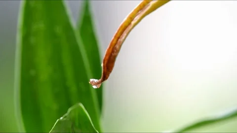 Wet green leafs during the rain Stock Footage 158107848