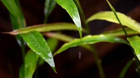 Wet green leafs during the rain Stock Footage 158108065