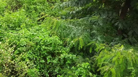 Wet Green Leaves and Tree Branches Swaying Gently After Rain Stock-Footage 345718334