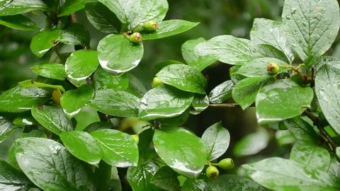 Wet green leaves Stock Footage 75426708