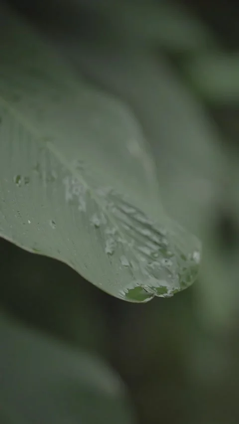 Wet green leaves Video stock 224419901
