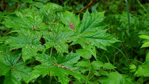 Wet Green Leaves in Forest Stock Footage 345212497