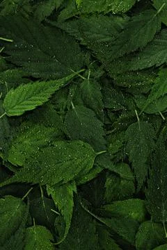 Wet green leaves pattern background with water droplets Stock Photos