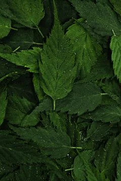 Wet green leaves pattern background with water droplets Stock Photos