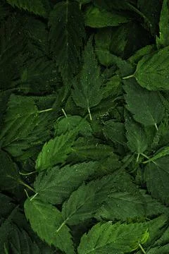 Wet green leaves pattern background with water droplets Stock Photos