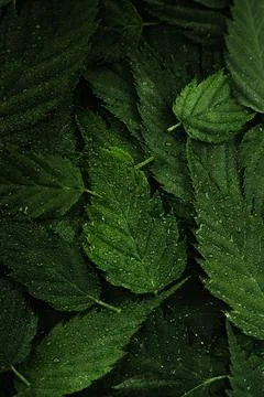 Wet green leaves pattern background with water droplets Stock Photos