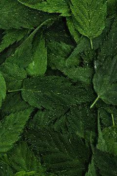 Wet green leaves pattern background with water droplets Stock Photos