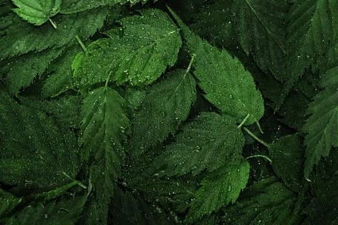 Wet green leaves pattern background with water droplets Stock Photos