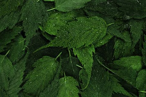 Wet green leaves pattern background with water droplets Stock Photos