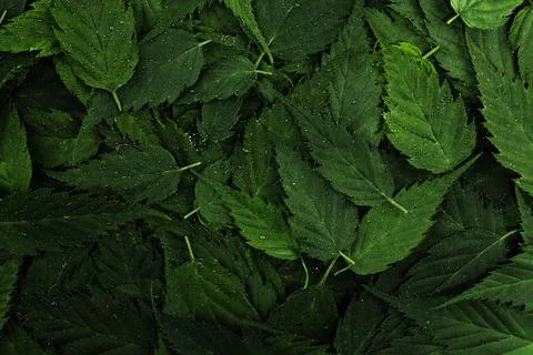 Wet green leaves pattern background with water droplets. Fresh plants wallpaper Stock Photos