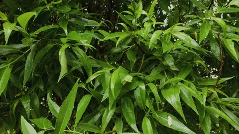 Wet green leaves of a tree in cloudy weather. 库存影片 109281526