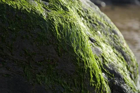 Wet Green Moss Drooping Down Wet Rock Stock Photos