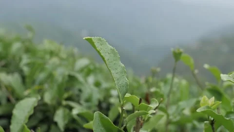 Wet green tea leaf in a field, in Darjeeling, India Stock Footage 194447806