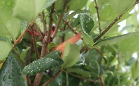 Wet Greenery Stock Footage 143031739
