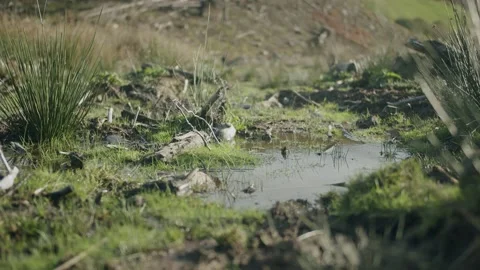 Wet ground in nature Stock Footage 203905525