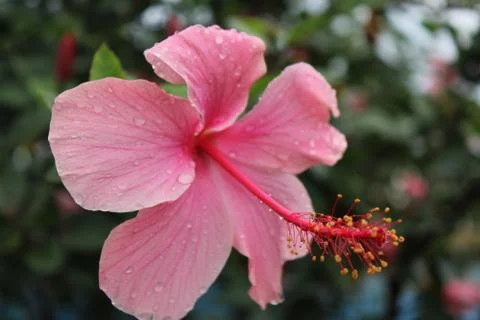 Wet Hibiscus flower Stock Photos