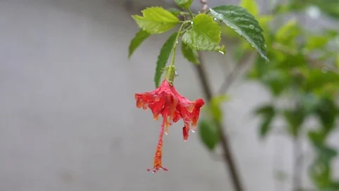 A wet hibiscus under the rain Stock Footage