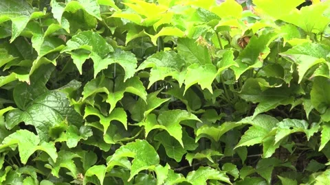 Wet Ivy Leafs Stock Footage 130871049