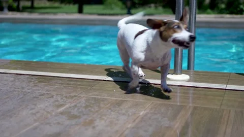 Wet Jack Russell terrier shaking off water by swimming pool outdoors. Video stock 341341165