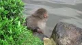 Wet Japanese Macaque Monkey On Rocks By Pond HD HD Footage