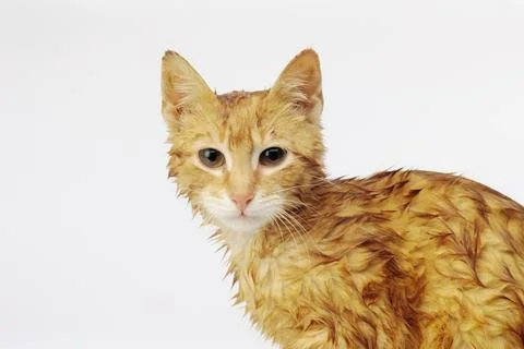 Wet Kitten Stock Photos