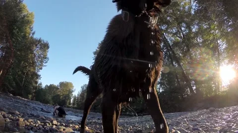 Wet labrador shaking himself off Stock Footage 41453130