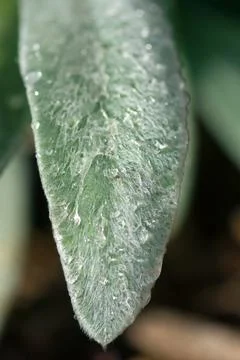 Wet Lambs Ear Leaf Stock Photos