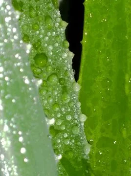 Wet Leaf Aloe Stock Photos